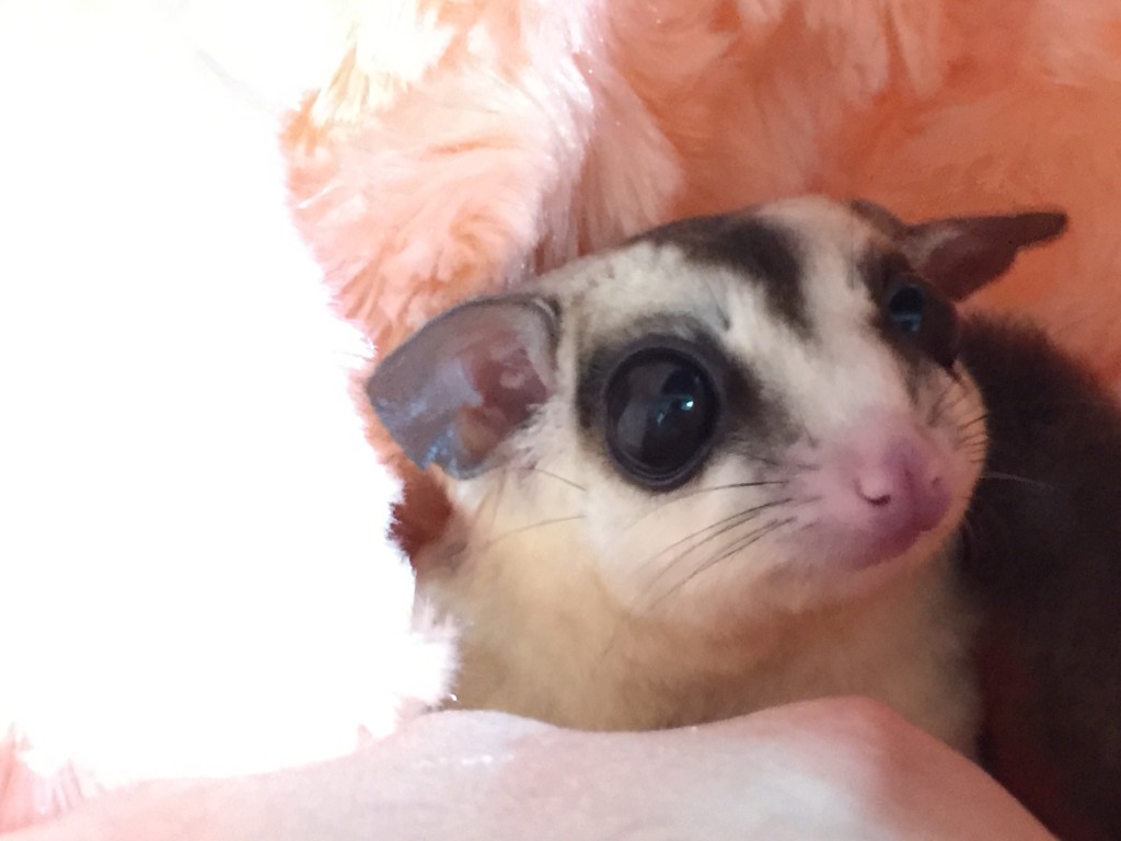 ホワイトフェイス