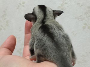 フクロモモンガの背中