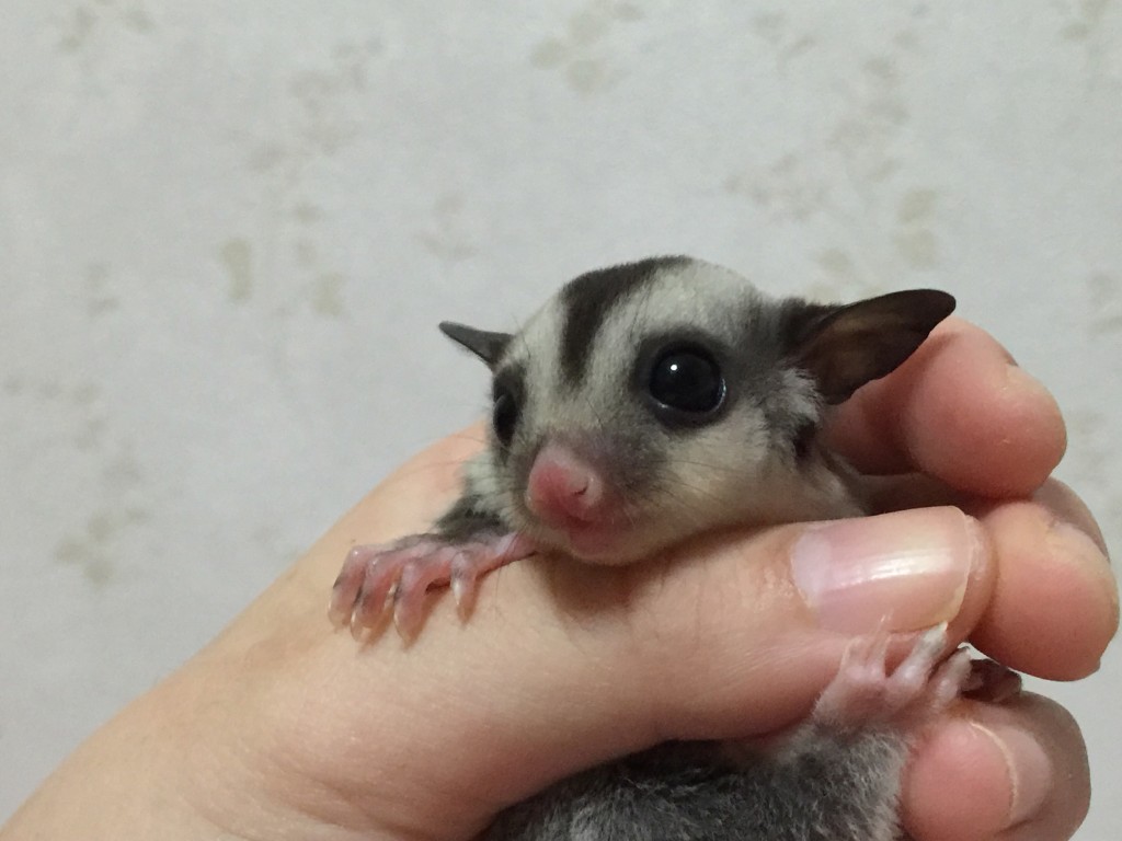 フクロモモンガ クラシック