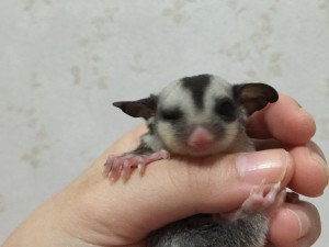 ブレている写真