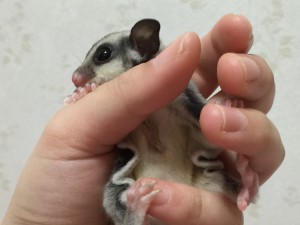 フクモモベビー