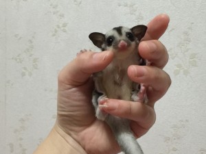 フクロモモンガのおなか側