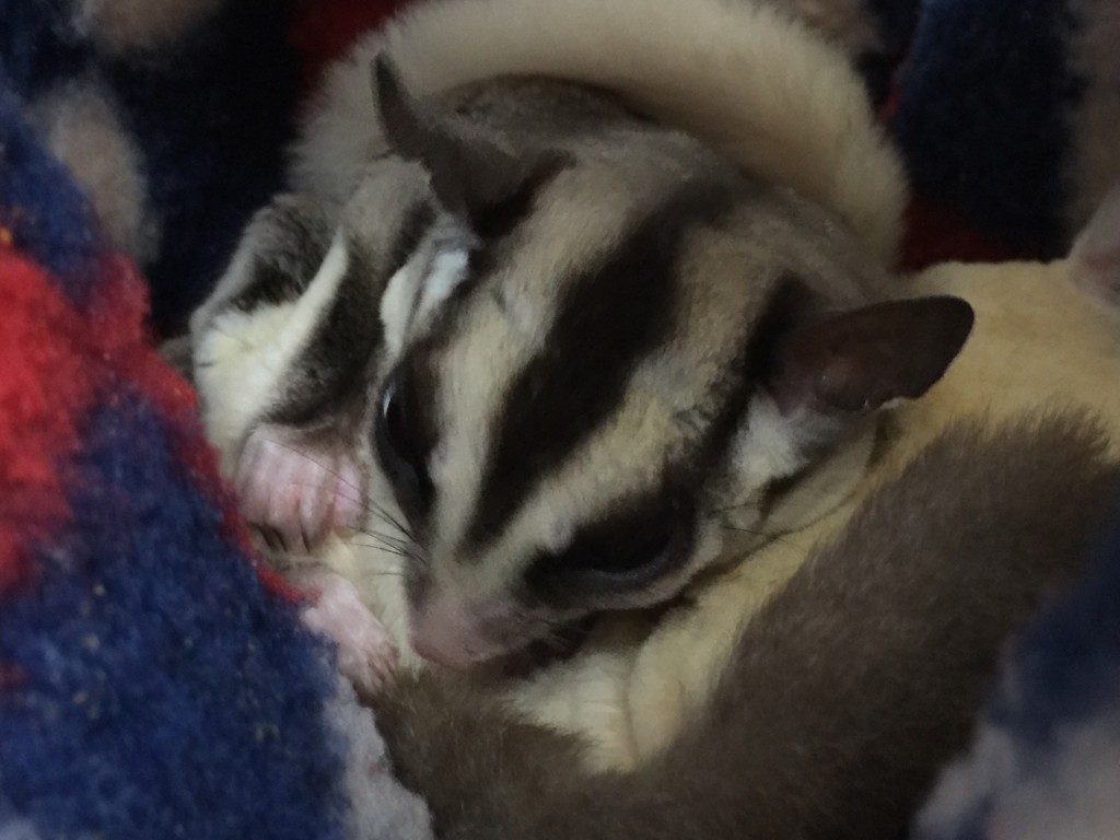 フクロモモンガ クラシック