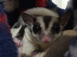 子育てのフクロモモンガ