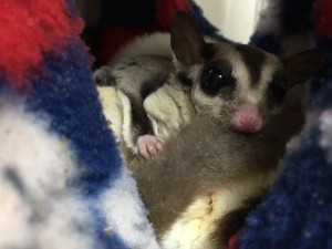 フクロモモンガの尻尾