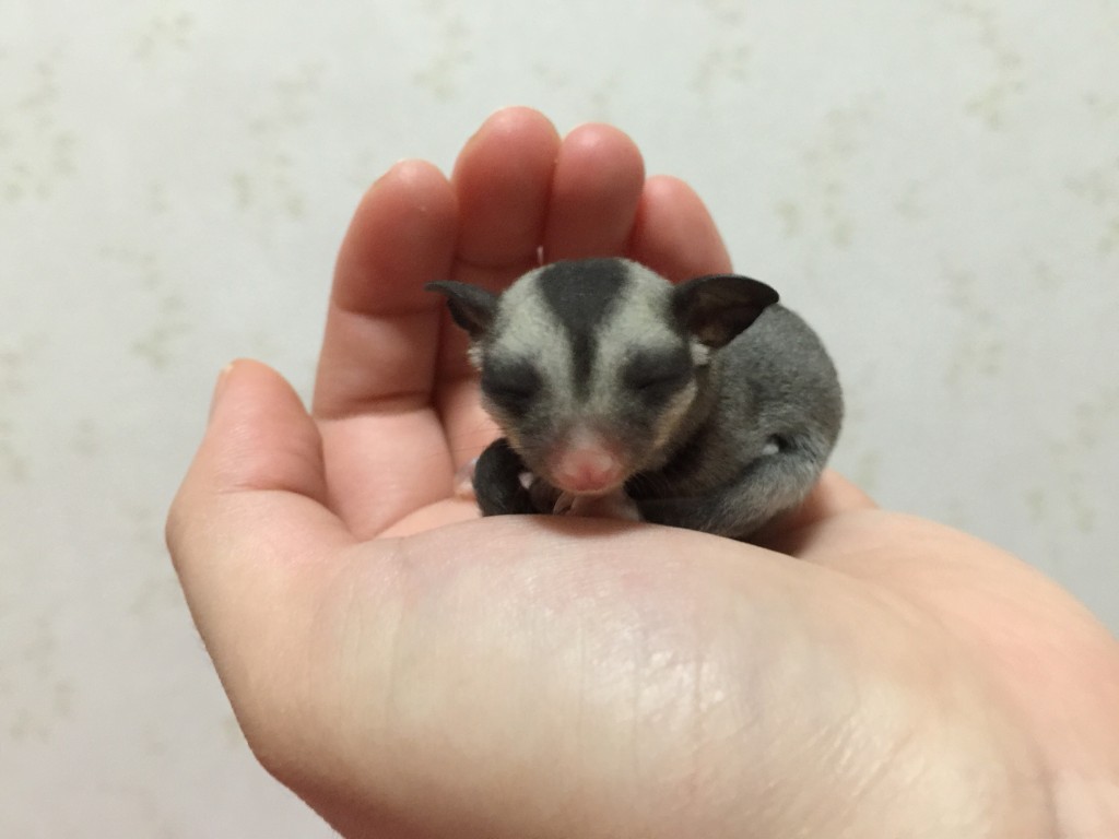 フクロモモンガのベビー