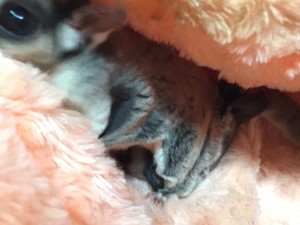 フクロモモンガのおなか