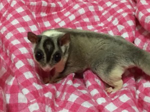 フクロモモンガ モザイク