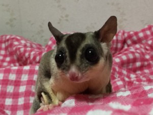 父親のモザイク