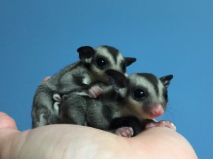 フクモモ ベビー