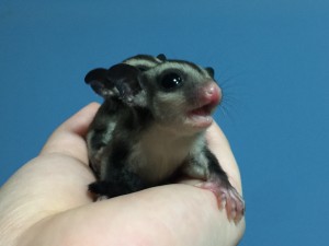 フクロモモンガの鳴き姿