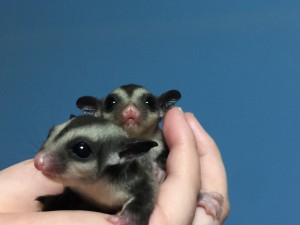 シュガーグライダー