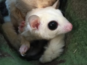 リューシスティックのお腹