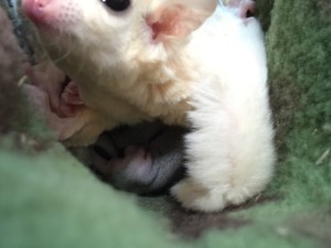 フクロモモンガのベビー