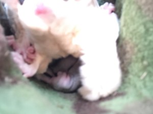 双子の赤ちゃん