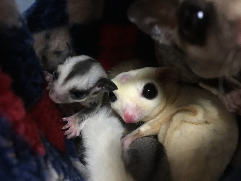 フクロモモンガのリューシとクラシック