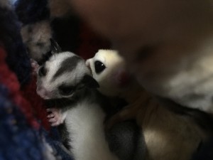 フクモモの家族