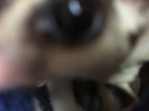 母親のクラシック