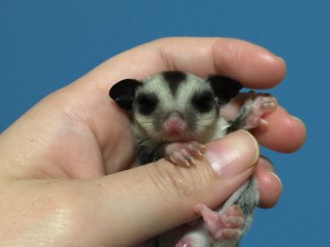 フクロモモンガ