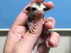 ホワイトフェイス