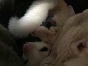 フクロモモンガ リューシスティック