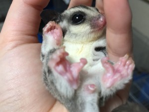 フクロモモンガ クラシック