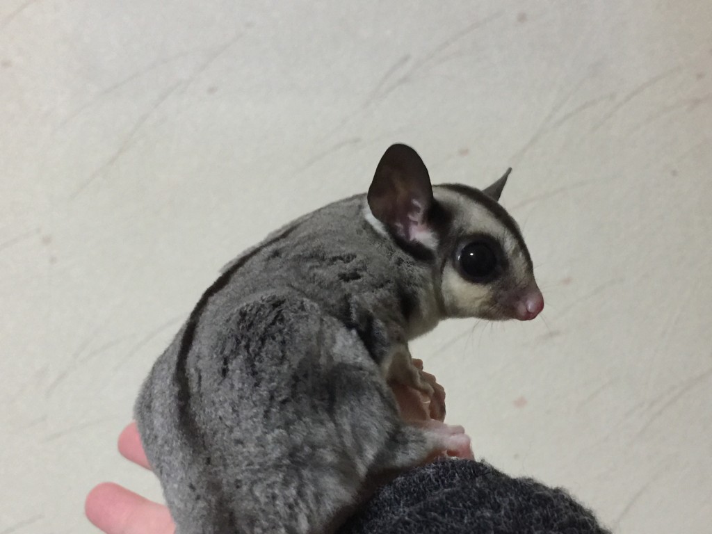 クラシックヘテロリューシ・50%ポッシブルヘテロアルビノ