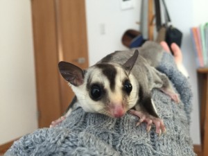 フクロモモンガ ホワイトフェイス