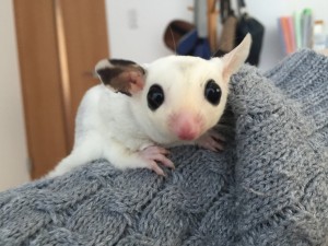 フクロモモンガ モザイク