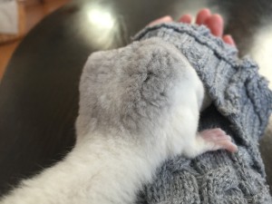 てんちゃんのお尻