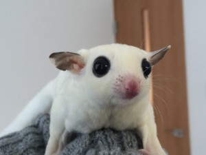 フクロモモンガ モザイク