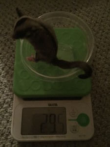 フクロモモンガの体重
