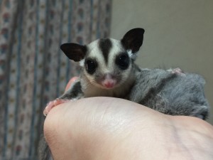 クラシックヘテロリューシ