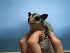 クラシックヘテロリューシ