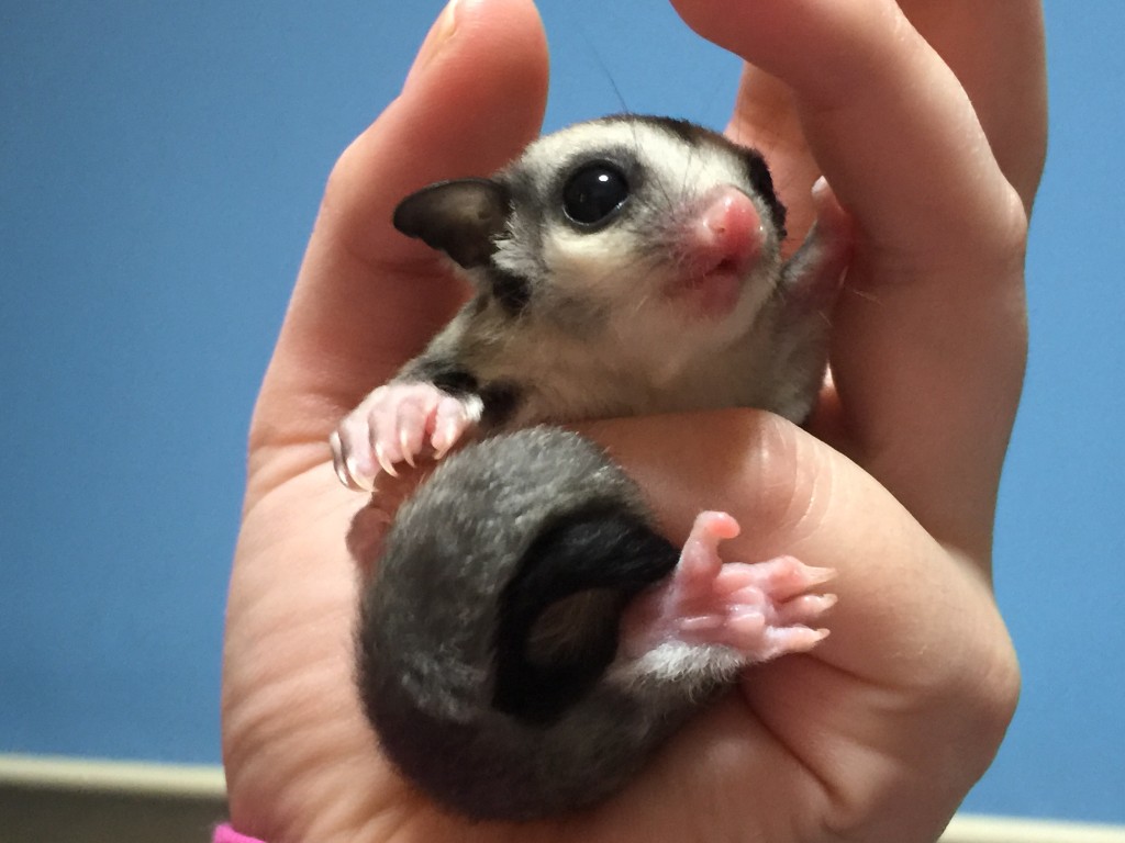 フクロモモンガ クラシックhetクリミノ・リューシスティック