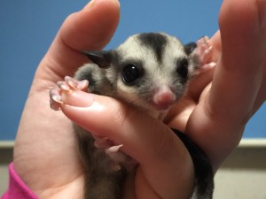 フクモモベビー