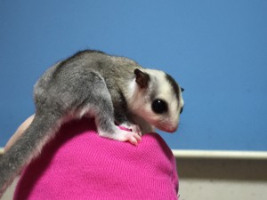 フクモモの女の子