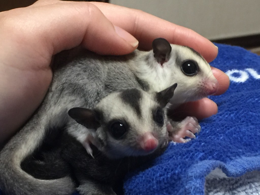 フクロモモンガのクラシックとホワイトフェイス