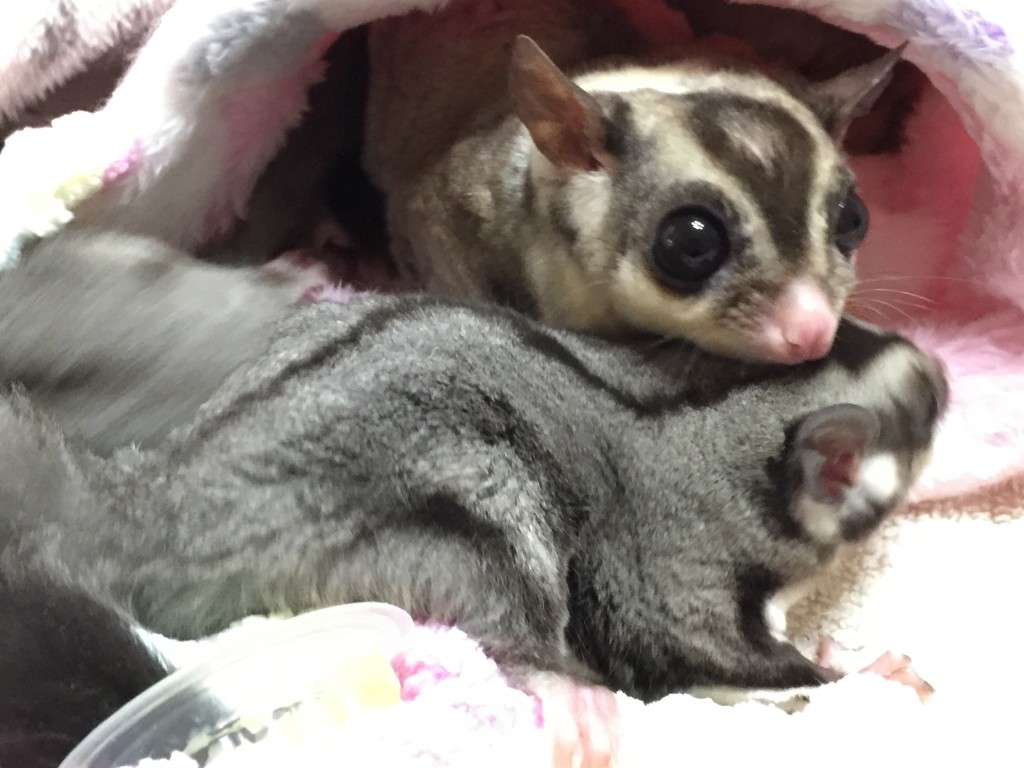 クラシックとモザイクお親子