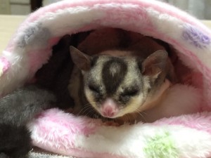 フクモモ モザイク