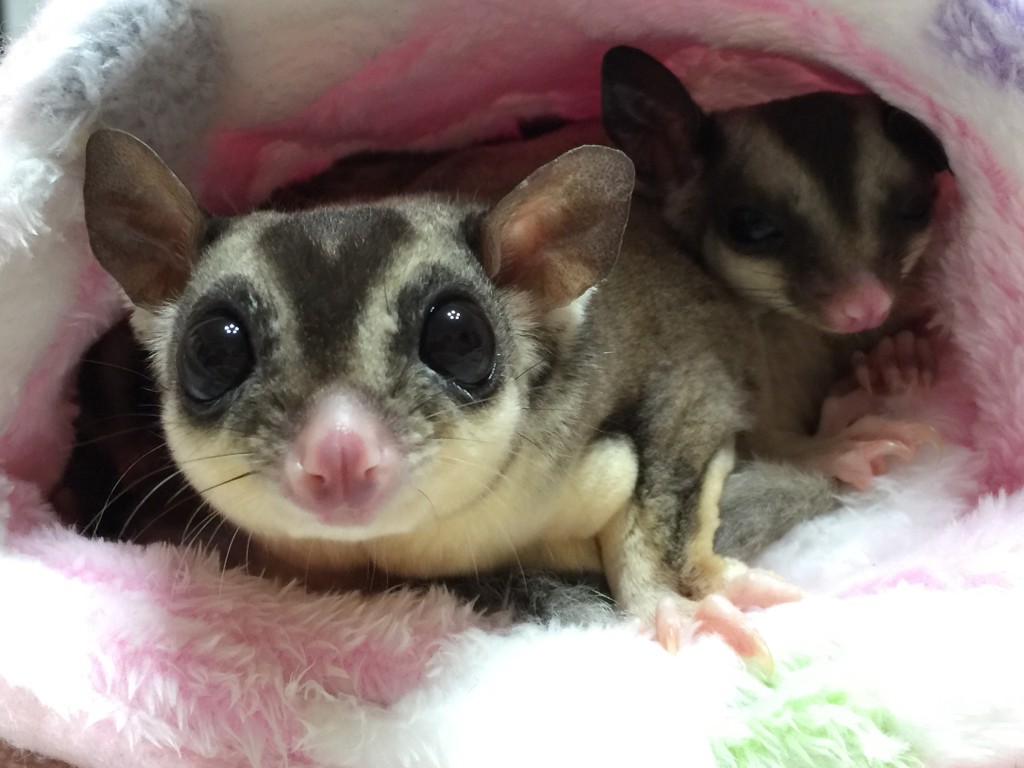 フクロモモンガ モザイク