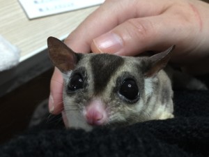 フクロモモンガの男の子