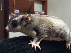 腕乗りフクロモモンガ