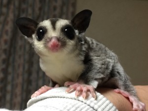 クラシック ヘテロリューシスティック♂