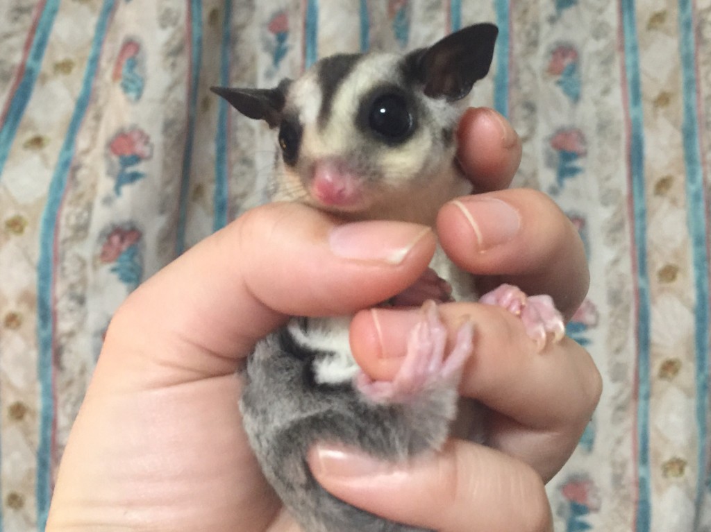 フクロモモンガ クラシック ヘテロリューシ