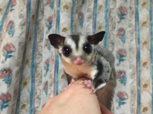 クラシックちゃんの正面顔