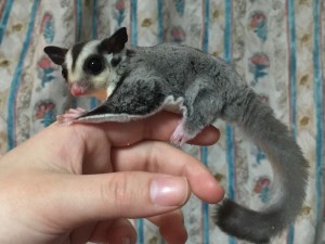 指の上に乗るフクロモモンガ