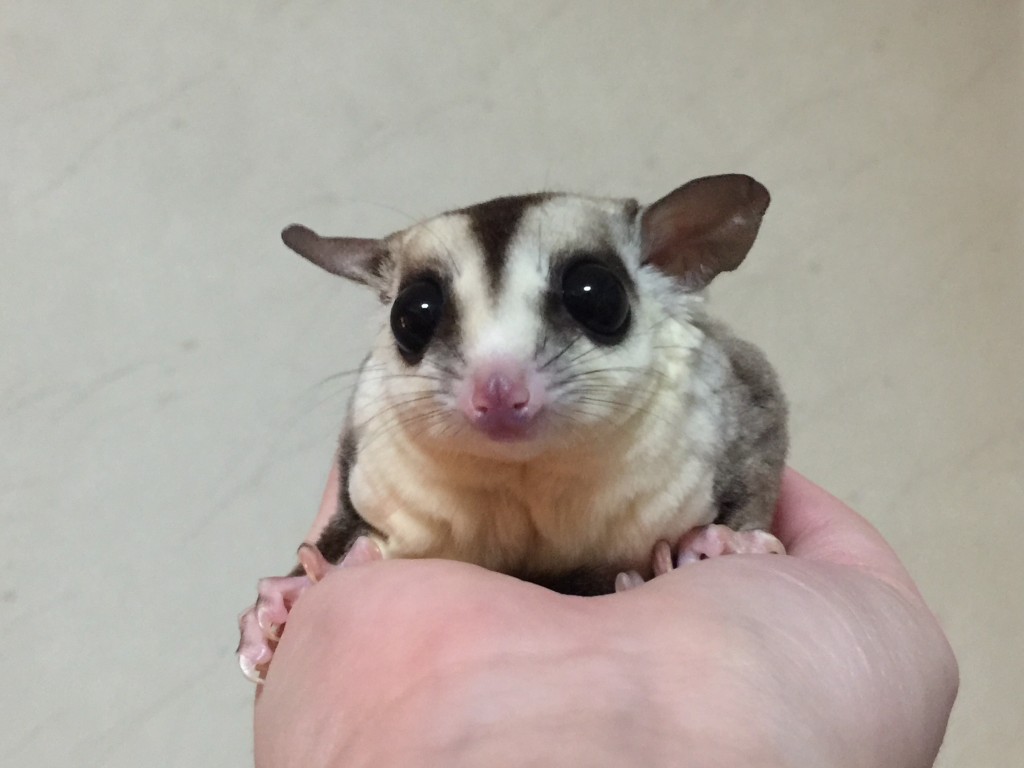 ホワイトフェイスの女の子