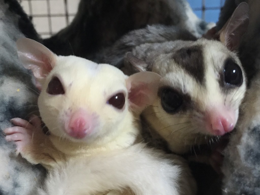 フクロモモンガの息子と父親