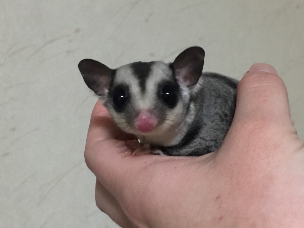 クラシックhetクリミノ・リューシ